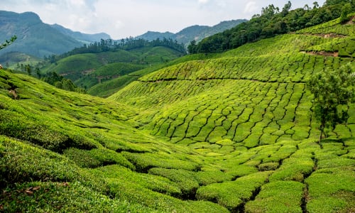 Tea plantations of Munnar Munnar, India