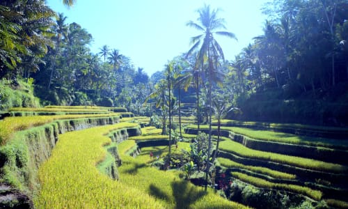 Tegalalang Rice Terrace Indonesia