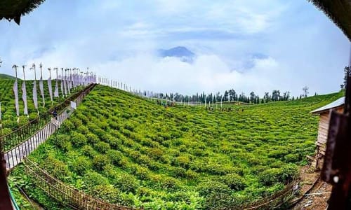 Temi Tea Garden Sikkim