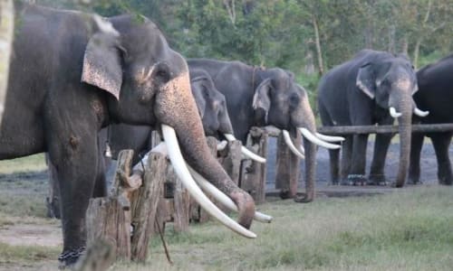 Theppakadu Elephant Camp Masni Gudi