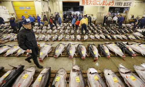 Tsukiji Fish Market Japan