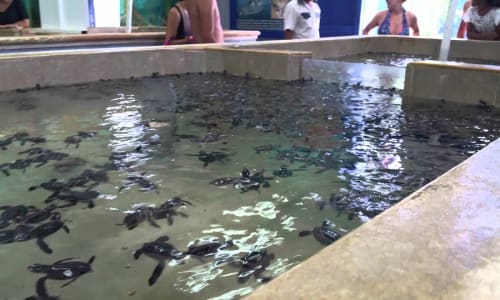 Turtle Farm Cancun