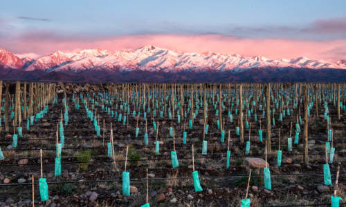 Vines of Mendoza Mendoza Argentina