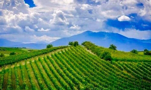 Vineyards and wineries in Rahovec Kosovo