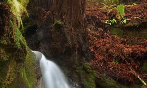 Waterfalls Redwood Forest Park