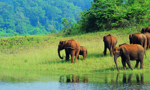 Wayanad Wildlife Sanctuary Vyanad, Kerala, India