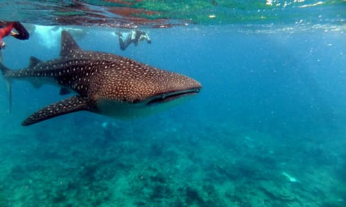 Whale sharks Maldives