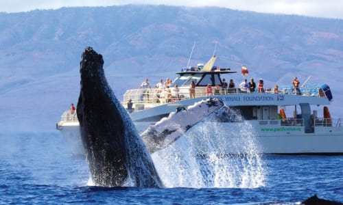 Whale watching tour Maui Hawaii