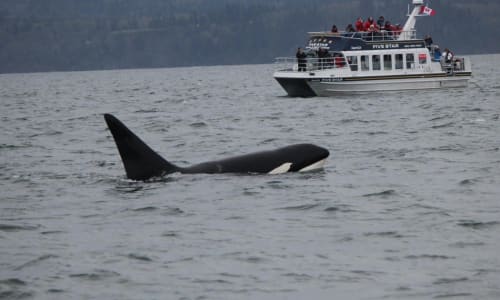 Whale watching tour Victoria Bc