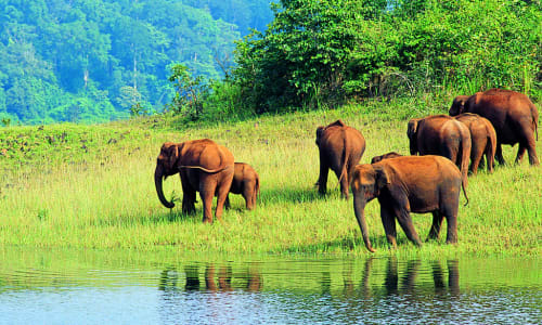 Wildlife sanctuary Kerala