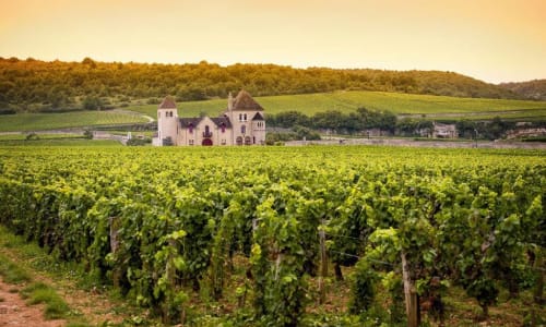 Wineries in the area Dijon